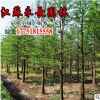 直销落羽杉树苗四季常青绿化苗木公园点缀装饰美化规格齐全落羽杉