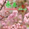 基地直销榆叶梅树苗绿化花木庭院盆栽装饰美化规格齐全榆叶梅苗