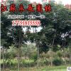基地直销栾树树苗四季常青色块绿篱围墙篱笆规格齐全栾树树苗