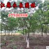 直销乌桕树苗庭院种植观赏四季常青净化空气规格齐全乌桕树苗