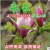 直销紫玉兰苗庭院种植室内盆栽气味芳香装饰点缀美化规格齐全玉兰