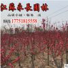 基地直销红梅树苗庭院种植盆栽观赏气味芳香规格齐全红梅树苗