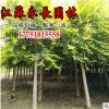 基地直销金叶榆树苗庭院种植观赏点缀四季常青规格齐全金叶榆树苗