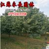 基地直销大叶女贞苗绿化苗木四季常青行道点缀规格齐全大叶女贞苗