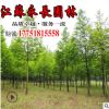 低价直销紫叶碧桃苗 紫叶桃 绿化苗木 气味芳香庭院观赏盆栽装饰