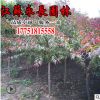 直销红叶碧桃树苗庭院种植观赏行道点缀美化环境规格齐全红叶碧桃