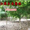 直销鸡爪槭树苗绿化苗木四季常青庭院观赏净化空气规格齐全鸡爪槭
