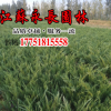 基地直销地柏苗工程绿化苗公园种植点缀园林花灌木规格齐全地柏苗
