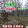基地直销二乔玉兰绿化花木庭院观赏盆栽装饰点缀规格齐全二乔玉兰