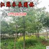 低价批发 枫香 枫香苗 绿化工程树苗 规格齐全 易成活 量大从优