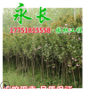 直销樱花树苗早樱晚樱绿化花木庭院观赏气味芳香规格齐全樱花树苗