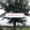 精品移栽朴树20公分