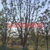 全冠移栽香樟