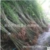 基地直销白果树苗1-6公分银杏树苗保护植物别墅庭院绿植批发