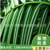 基地批发2019年新品种苗木穗花杉树苗种子鲜枝条银线杉树枝叶