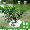 基地直销曼地亚红豆杉盆景盆栽公树盆景公树授粉母树当年结果