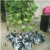 基地批发珙桐苗木 珙桐风景绿化树苗 防护林绿植鸽子树易成活