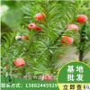 曼地亚红豆杉盆景盆栽苗 室内绿植24小时释放氧气 带果发货