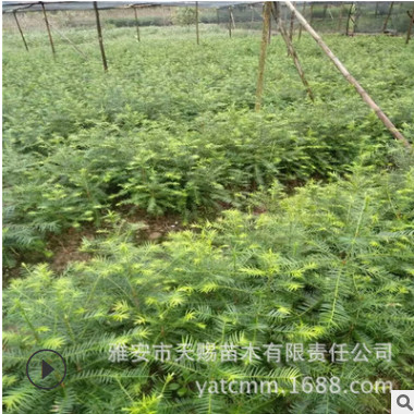 嫁接香榧树苗南北方种植耐寒果树盆栽庭院绿化植物香榧雄树嫁接苗