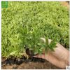 厂家直销优质三七景天 费菜盆栽城市绿化植被多年生草本花卉耐寒