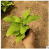 大量出售宿金叶甘薯根花卉基地 绿化色块盆栽价格黄金署