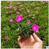 绿化苗木生草本花卉 欧石竹 盆栽地栽四季花草石竹花苗