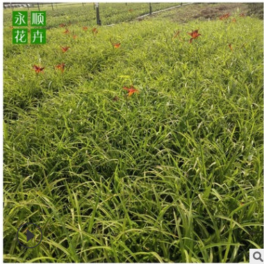 路政绿化大花红运萱草 鸿运萱草小苗公园金娃娃萱草 量大从优