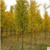 长期供应实生银杏绿化苗木 银杏树行道树造型树 规格齐全量大从优