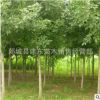 批发速生对节白蜡苗 金叶绒毛老原生白蜡树苗园林绿化 种植基地
