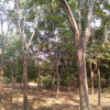浙江黄山栾，黄山栾树介绍