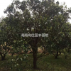 湖南供应香泡规格齐全