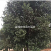 湖南杨梅哪里好/哪家便宜