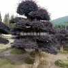 湖南[产品]/湖南造型红花继木价格/报价