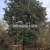 长沙广玉兰批发价格多少钱 长沙精品广玉兰 湖南大规格广玉兰