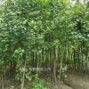 银杏小规格苗，1.5到3公分