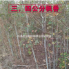 江西九江枫香批发/供应