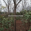 江西九江栾树基地/栾树低价供应