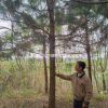 江西九江湿地松介绍/特征/用途