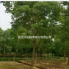 乌桕·乌桕图片·乌桕种植基地