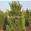大量供应蜀桧·蜀桧图片·蜀桧种植基地
