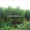 青皮垂柳·青皮垂柳图片·青皮垂柳种植基地