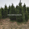 沭阳蜀桧基地 销售北京桧 塔柏 塔松小苗多少钱一株 图片