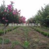 百日红价格_百日红图片_百日红产地_百日红绿化苗木苗圃基地