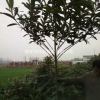 枇杷价格_枇杷图片_枇杷绿化苗木苗圃基地
