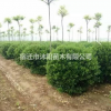 大叶黄杨球价格_大叶黄杨球产地_大叶黄杨球绿化苗木苗圃基地