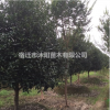 八月桂价格_八月桂图片_八月桂产地_八月桂绿化苗木苗圃基地