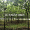 红榉树价格_红榉树图片_红榉树产地_红榉树绿化苗木苗圃基地