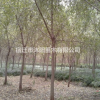金丝垂柳价格_金丝垂柳产地_金丝垂柳绿化苗木苗圃基地