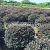 红花继木球价格_红花继木球产地_红花继木球绿化苗木苗圃基地