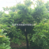 紫藤价格_紫藤基地_紫藤产地_紫藤绿化苗木苗圃基地